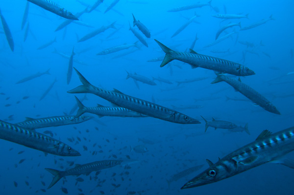 Un banco di barracuda che nuotano tranquilli nei fondali dello scoglio del Vervece
