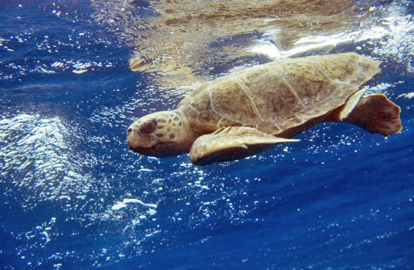 Esemplare di Caretta caretta curata e rilasciata a Punta Campanella