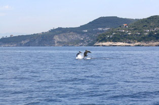 Una parte del branco di delfini ospiti delle acque del Parco marino di Punta Campanella