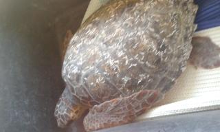 Una delle tartarughe salvate dai pescatori e dal Parco Marino