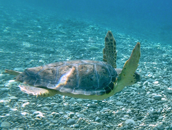 Liberazione di un esemplare di Caretta caretta nelle acque di Punta Campanella
