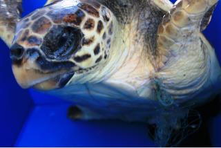 La tartaruga ferita da un amo recuperata nel golfo di Salerno