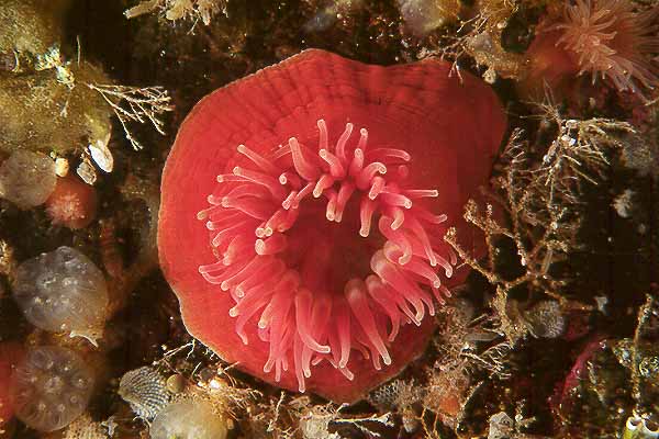 Actinia equina