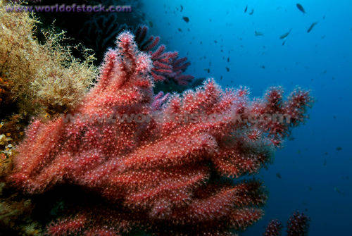 Alcyonium sp.