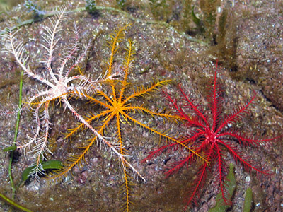 Antedon sp.
