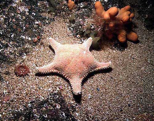 Asterina gibbosa
