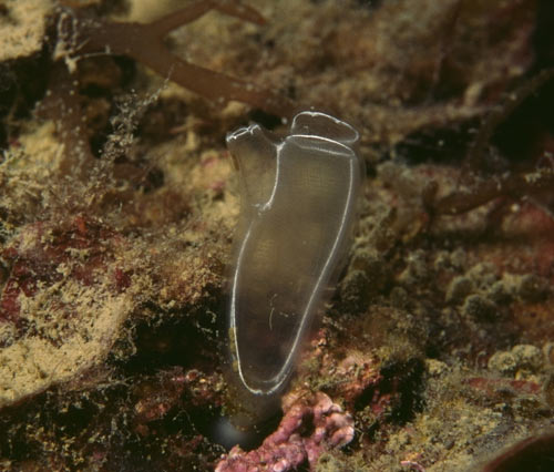 Clavelina sp.