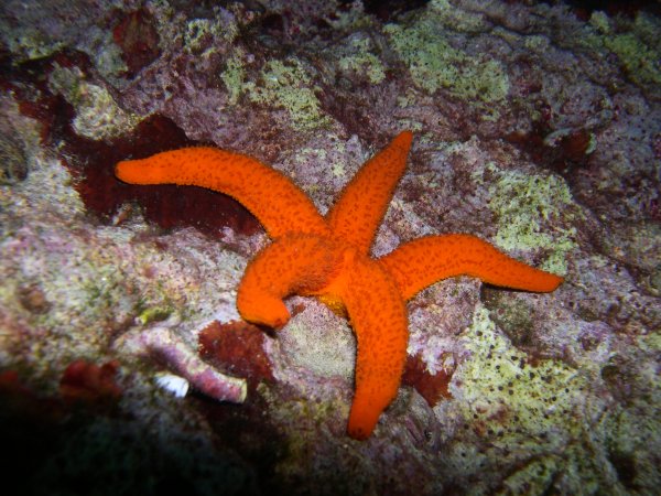 Echinaster sepositus