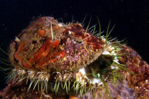 Haliotis sp. - Area Marina Protetta di Punta Campanella