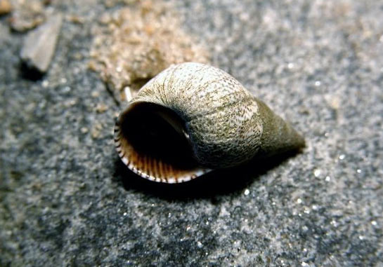 Littorina sp.