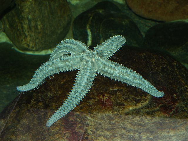 Marthasterias glacialis