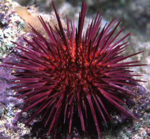 Paracentrotus lividus - Area Marina Protetta di Punta Campanella