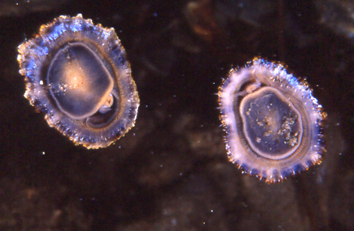 Patella