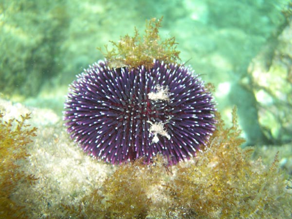 Sphaerechinus granularis