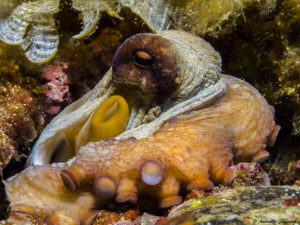 Octopus Vulgaris - Area Marina Protetta Punta Campanella - Foto Antonella Savarese