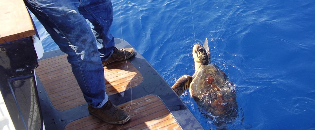 Punta Campanella, salvate altre 6 tartarughe  negli ultimi giorni
