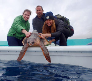 Una fase della liberazione delle Caretta caretta a Marina del Cantone