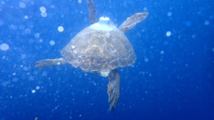 Caretta caretta nel mare di Punta Campanella