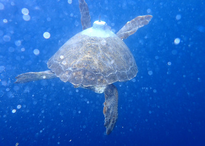 Caretta caretta nel mare di Punta Campanella