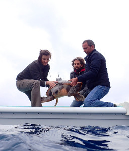 Una fase della liberazione delle Caretta caretta a Marina del Cantone