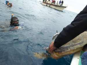 Caretta caretta nel mare di Punta Campanella