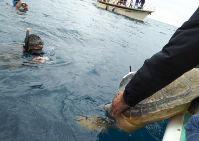 Caretta caretta nel mare di Punta Campanella