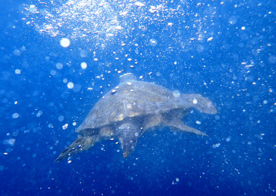 Caretta caretta nel mare di Punta Campanella