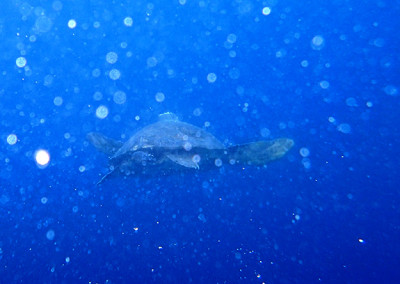 Caretta caretta nel mare di Punta Campanella
