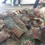 Rifiuti raccolti a Marina Grande - Sorrento