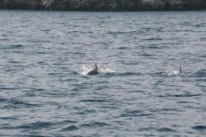 Branco di delfini avvistato a marina di Puolo