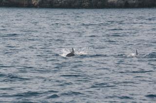 Branco di delfini avvistato a marina di Puolo