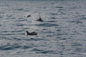 Branco di delfini avvistato a marina di Puolo