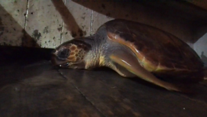 Salvataggio caretta caretta