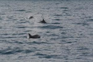 Delfini nelle acque del parco marino di Punta Campanella