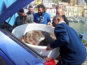 Tartaruga gigante recuperata nel Golfo di Salerno