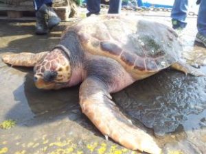 Tartaruga gigante recuperata nel Golfo di Salerno