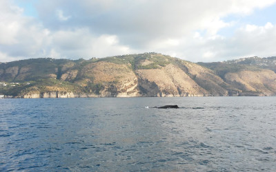 Punta Campanella, avvistato un capodoglio al largo di Nerano