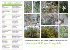 Green Blitz 2017