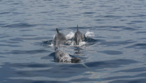 Delfini a Punta Campanella