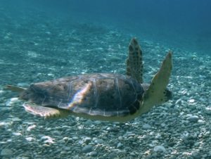 Una Caretta caretta rilasciata dopo le cure