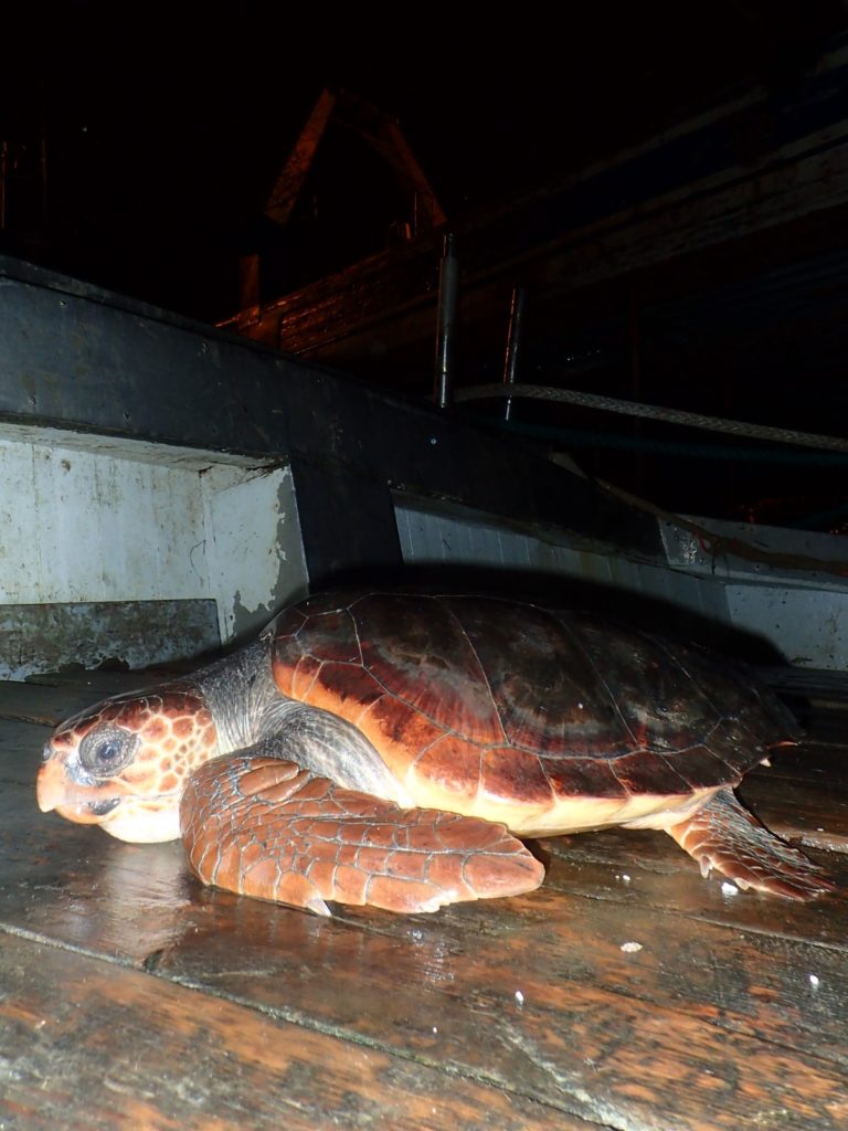 Caretta caretta recuperata nel golfo di Salerno