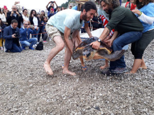 Tartarughe liberate nel parco marino