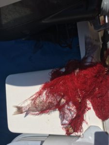 Cernie intrappolate nella rete fantasma - A.M.P. Punta Campanella