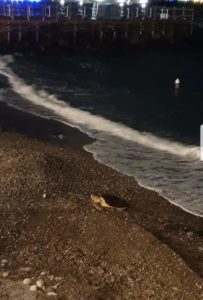 La Caretta caretta avvistata sulla spiaggia di Meta
