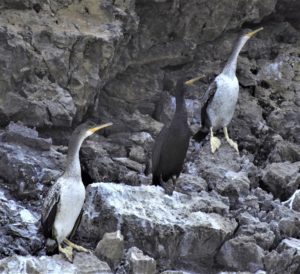 Marangone dal ciuffo - Foto Elena Piscitelli - ARPA Campania
