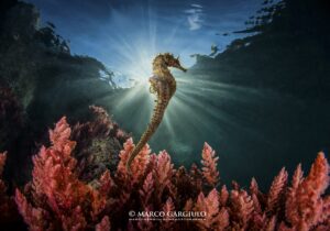 La foto di Marco Gargiulo nelle acque di Punta Campanella che ha vinto "Obiettivo Mare" 2021