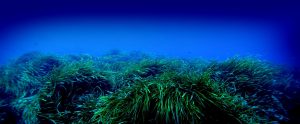 Posidonia oceanica - Area Marina Protetta di Punta Campanella