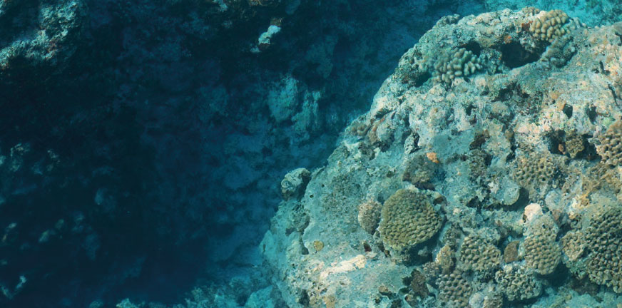 Corso teorico-pratico di biologia marina con immersioni